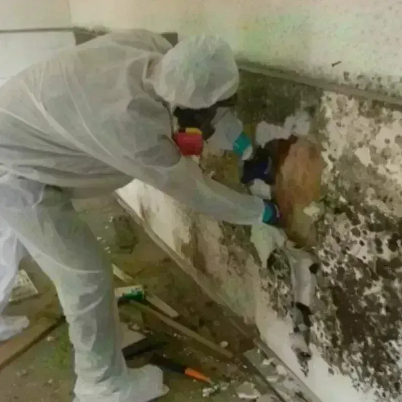 Mold Remediation and Removal in Hampton, IL